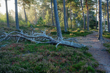 Sunrise through forest on morning walk in September 2024