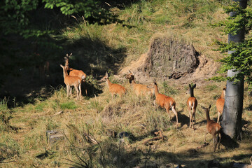 fliehendes Kahlwild in der Brunftzeit