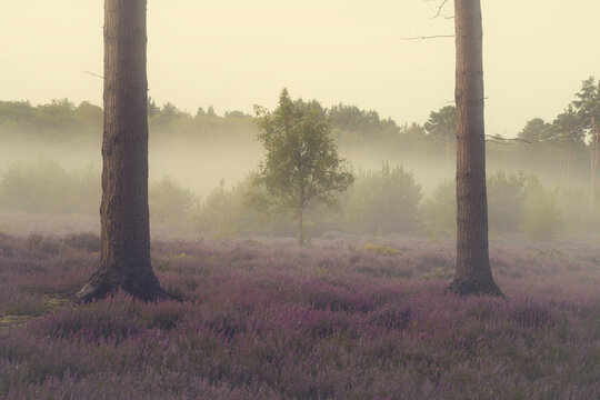 Between the Pines