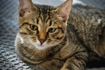 Naklejka premium Cat