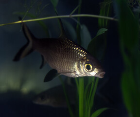 Fototapeta premium Vibrant fish tank filled with colorful fish and lush plants