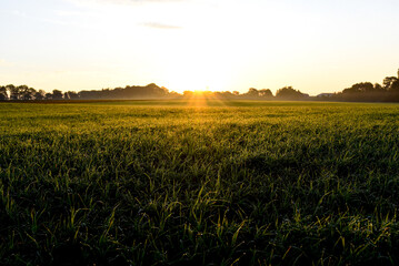 Sunrise over field