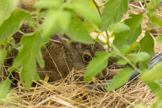 Levreau tapis dans le paillage d'une parcelle de pied de tomate au printemps