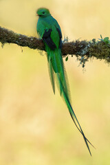 Resplendent quetzal (Pharomachrus mocinno), Guatemalan national bird. Magnificent sacred green and red iconic bird. Bird with long tail.