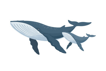 Fototapeta premium Swimming whale with baby whale, Cartoon sea and ocean animals, Cute giant blue aquatic mammal with fins and tail, Diving underwater humpback whale, wild nature and marine wildlife vector illustration.