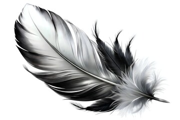 Obraz premium Elegant Black White Feather Artistry Decoration Design Nature Craft