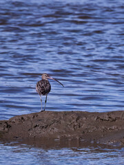 long billed curlew on the mud flats 