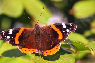 butterfly on a flower