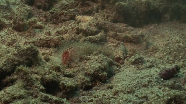 A close-up view shows a fireworm (Hermodice carunculata) advancing slowly across the seabed in Indonesian waters. Check my portfolio for more footage of venomous marine animals.