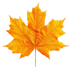 Fototapeta premium Single maple leaf turning from a summer green to a vibrant yellow, signaling the start of autumn