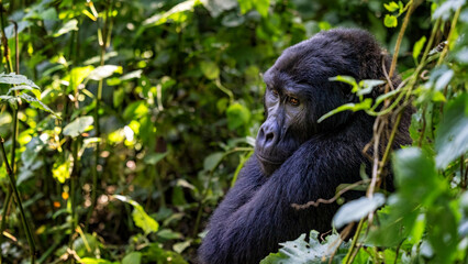 Adult gorilla, gorilla beringei beringei, sitting in the lush shrubs of the Bwindi Inpenetrable Forest, a World Heritage site. Endangered species.