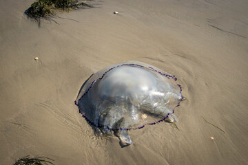 a large, stranded cauliflower jellyfish on the island of Rømø in Denmark