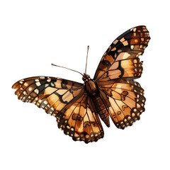 Fototapeta premium butterfly on transparent background png