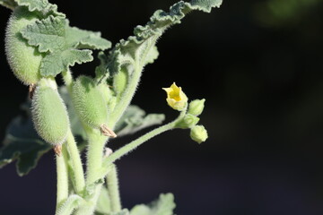 fruits, leaves and flower of ecballium elaterium