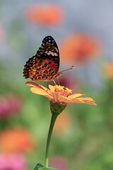 꽃위에 앉은 암끝검은표범나비