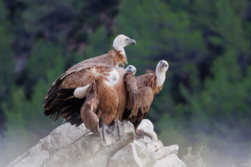 Grupo de buitres leonados sobre una roca dos de ellos mirando a cámara, Alcoy, España