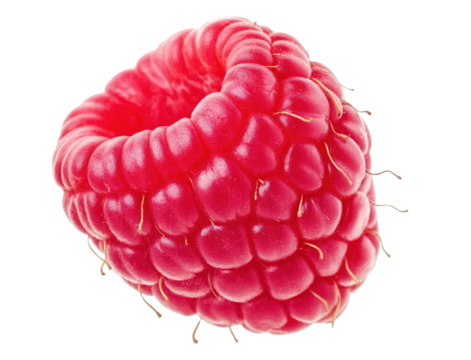 Closeup view of single ripe raspberry image isolated transparent. Vibrant red color and delicate juicy texture cut out photo png. Superfood nutrition cutout element object photography