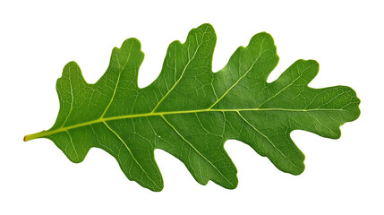 Single oak leaf with visible veins and lobed edges image isolated transparent. Botanical oakleaf cut out photo png. Nature, environment, seasonal theme cutout element object photography