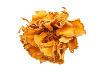 Golden dried marigold flower blossom image isolated transparent. Preserved bloom with crinkled...