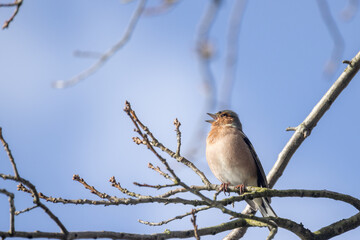 A vibrant and colorful bird sings gracefully while perched on a branch against a stunningly bright blue sky backdrop