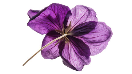 Vibrant purple dried flower orchid with textured petals image isolated transparent. Preserved bloom...