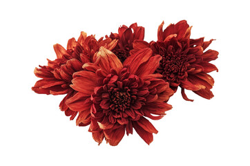 Cluster of red dried chrysanthemum blooms image isolated transparent. Autumn-themed voluminous petals cut out photo png. Floral compositions cutout element object photography