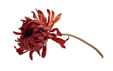 Red dried chrysanthemum flower on long stem image isolated transparent. Rich layered petals cut out...