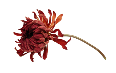 Red dried chrysanthemum flower on long stem image isolated transparent. Rich layered petals cut out photo png. Autumn-inspired botanical decor cutout element object photography