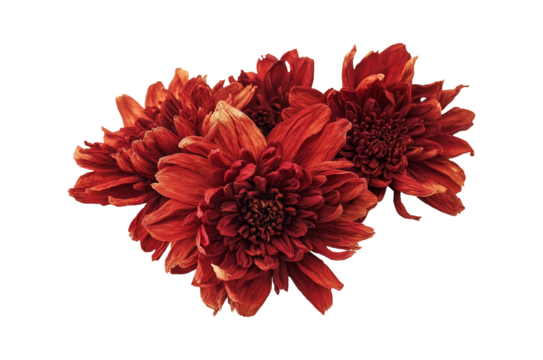 Cluster of red dried chrysanthemum blooms image isolated transparent. Autumn-themed voluminous petals cut out photo png. Floral compositions cutout element object photography