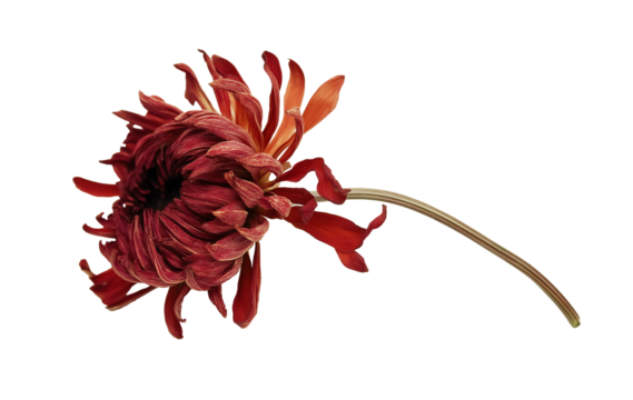Red dried chrysanthemum flower on long stem image isolated transparent. Rich layered petals cut out photo png. Autumn-inspired botanical decor cutout element object photography