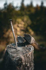 A rusty nail sticking out of an old tree stump, creating a contrast between nature and human-made elements. The blurred background adds depth to this rustic outdoor scene.