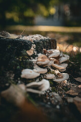 Close-up of bracket fungi growing on a tree stump, displaying natural textures and earthy tones. The image captures the quiet resilience and beauty of woodland fungi.