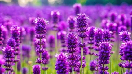 Naklejka premium Vibrant purple flowers blooming in a field , nature, bouquet, petals, garden, flora, lavender, violet, vibrant, colorful, plants