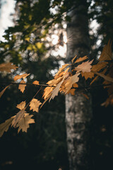 Golden autumn leaves illuminated by sunlight, set against a blurred background. The composition highlights the vibrant colors and textures of the fall season.