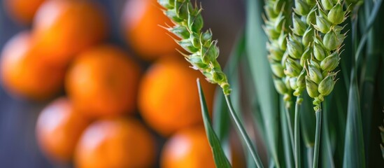 Ear Of Green Wheat In Front Of An Ripe Orange Ones In The Backgr