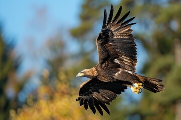 Obraz premium eagle soars gracefully over a snow-capped mountain range, showcasing its powerful wings and keen eyesight.
