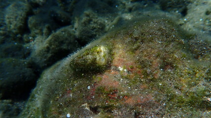 Bivalve mollusc left-handed jewel box (Pseudochama gryphina) undersea, Aegean Sea, Greece, Santorini island