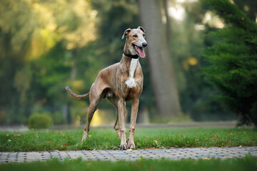 beautiful young greyhound dog standing outdoors in the park