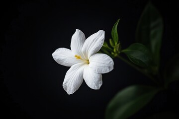 Obraz premium white frangipani flower on black background