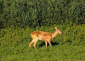 Profile of a roe deer walking through the grass