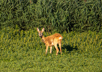 Close-up with a deer in its natural habitat