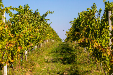 Perspective view in a vineyard in autumn after harvest