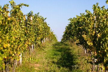 Landscape in a vineyard in autumn after harvest
