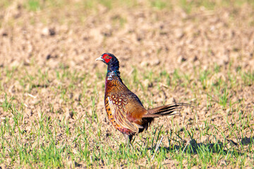 Close-up with a pheasant on the ground