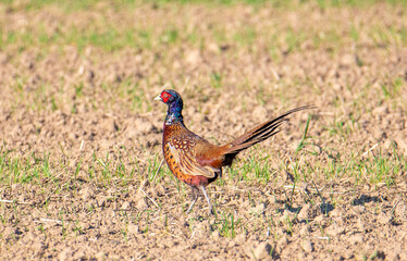 A grouse pheasant on a farm field