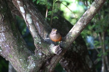 ave - sabiá laranjeira - Turdus rufiventris	