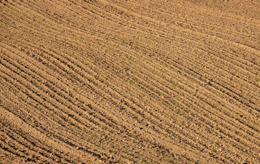 Close-up with a freshly seeded agricultural land