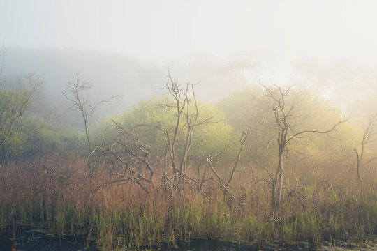 Ramsholt Trees