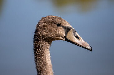 Fototapeta premium Close-up with the profile of a young swan head
