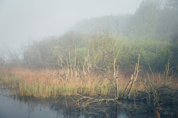 Ramsholt Trees